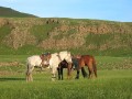 Click to see Chuluut River horses